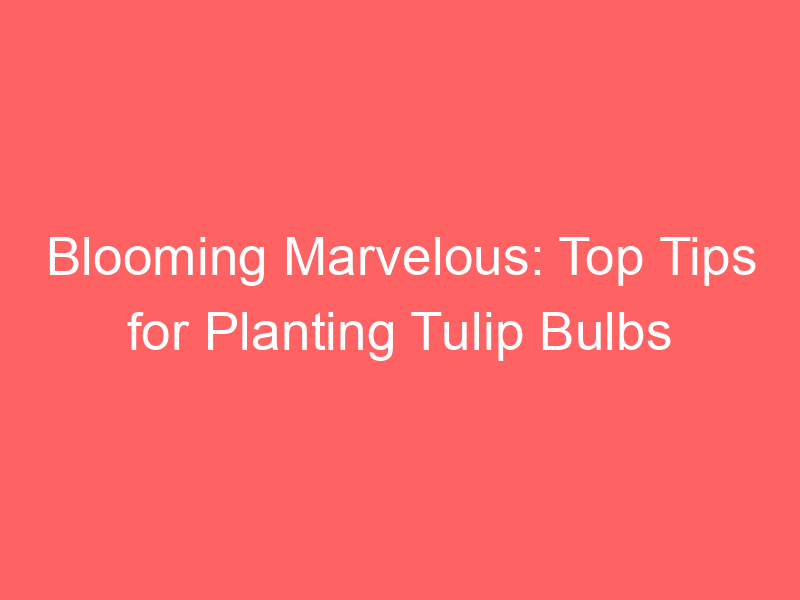 Blooming Marvelous: Top Tips for Planting Tulip Bulbs