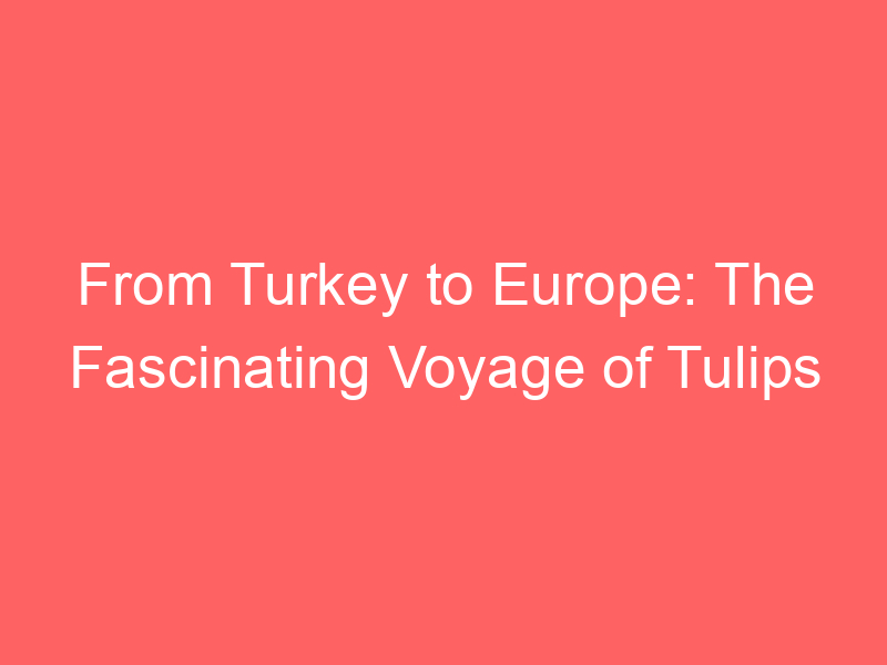 From Turkey to Europe: The Fascinating Voyage of Tulips