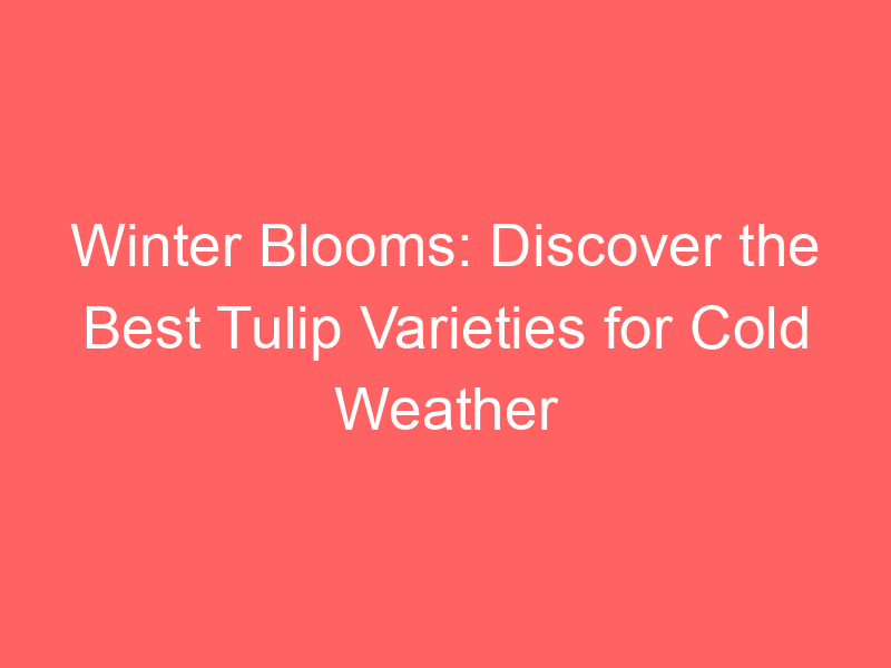Winter Blooms: Discover the Best Tulip Varieties for Cold Weather